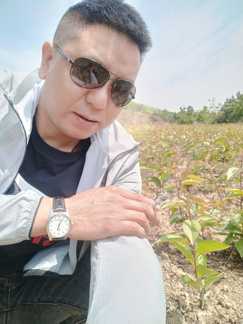 车厘子樱花西梅黄桃。各种苗出售。全是优良品种。一级苗