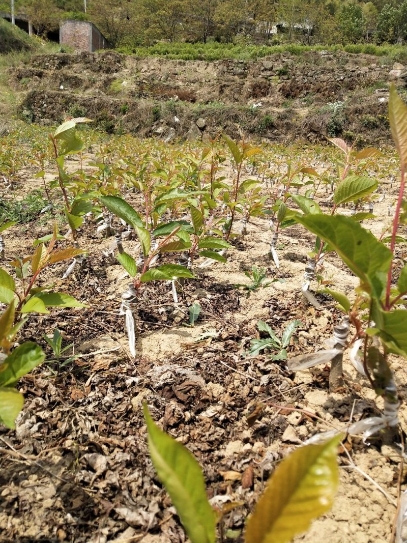 车厘子樱花西梅黄桃。各种苗出售。全是优良品种。一级苗