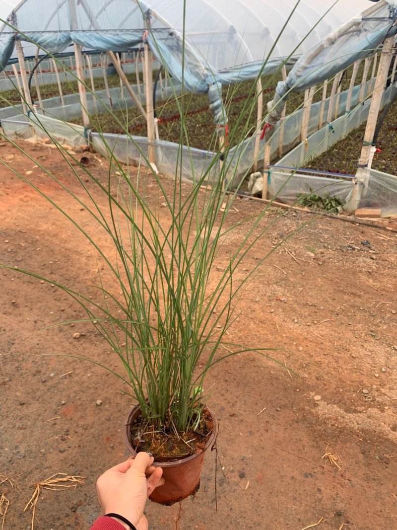 细叶芒杯苗，云南昆明细叶芒，细叶芒苗圃直销，苗木花卉