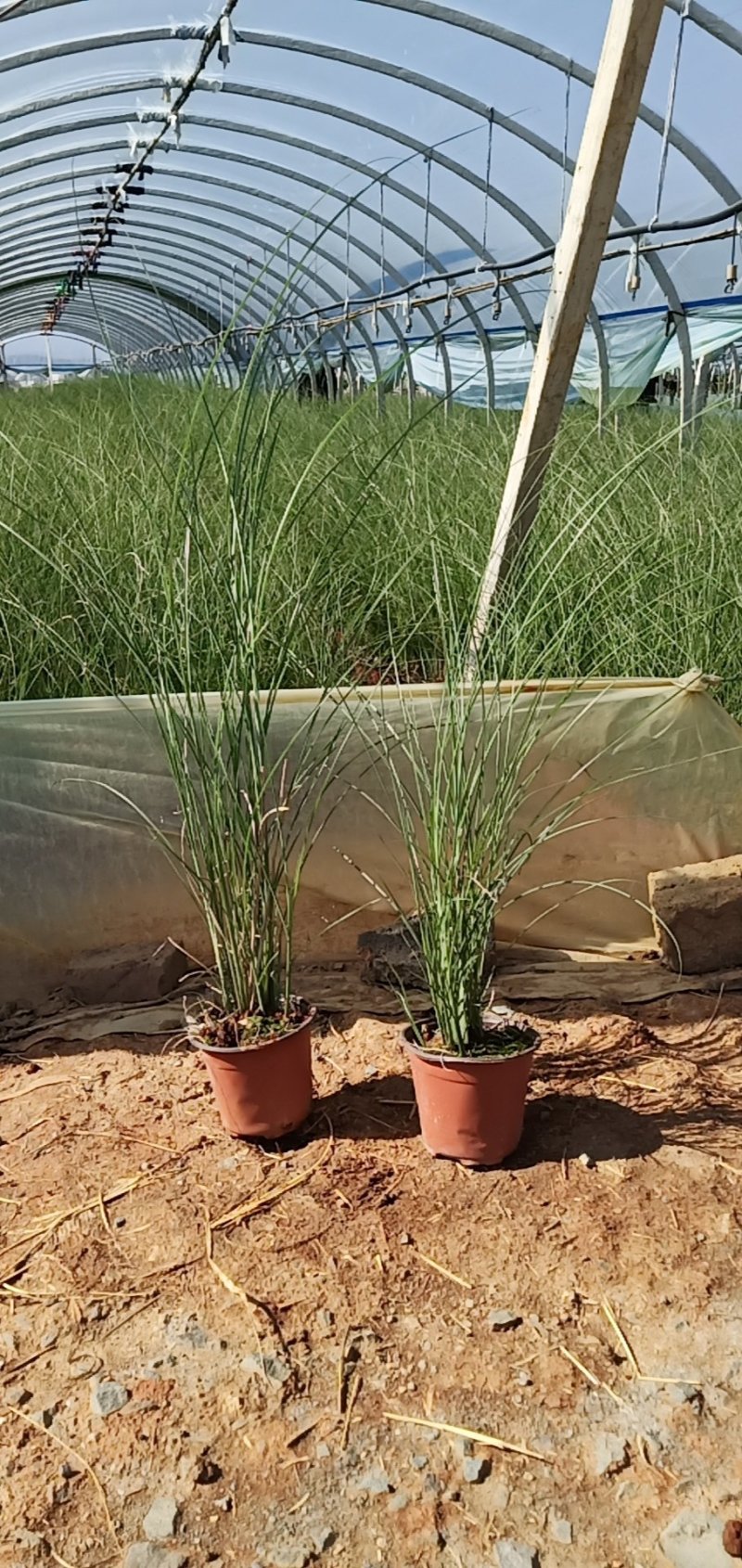细叶芒杯苗，云南昆明细叶芒，细叶芒苗圃直销，苗木花卉