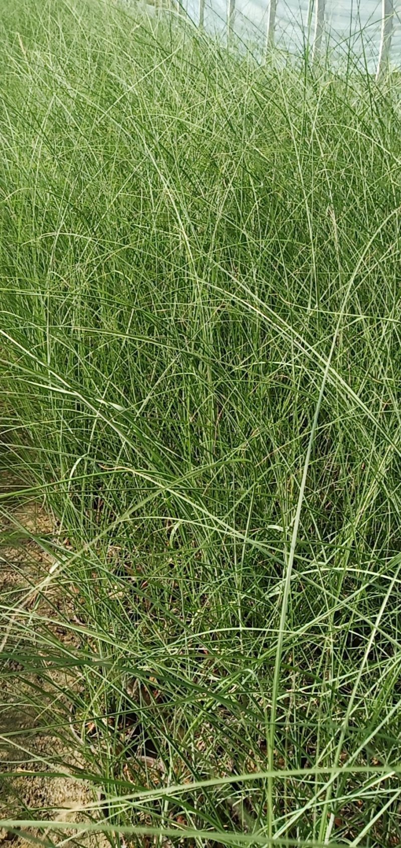 细叶芒杯苗，云南昆明细叶芒，细叶芒苗圃直销，苗木花卉