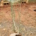 细叶芒杯苗，云南昆明细叶芒，细叶芒苗圃直销，苗木花卉