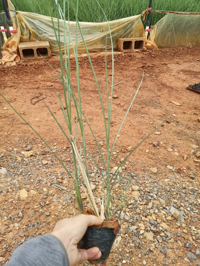 细叶芒杯苗，云南昆明细叶芒，细叶芒苗圃直销，苗木花卉