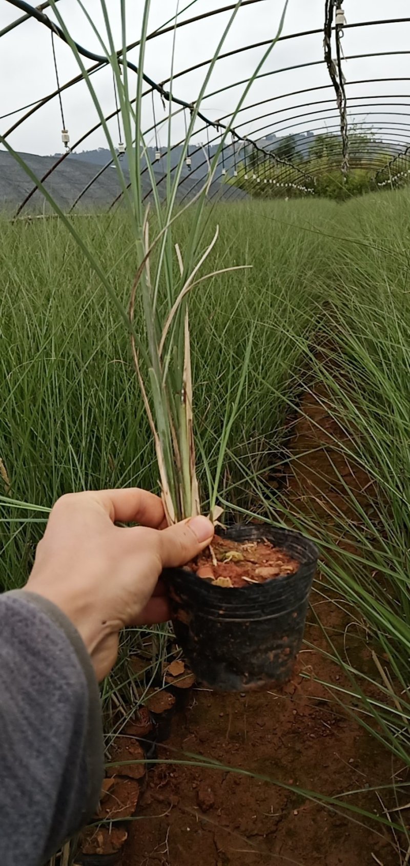 细叶芒杯苗，云南昆明细叶芒，细叶芒苗圃直销，苗木花卉