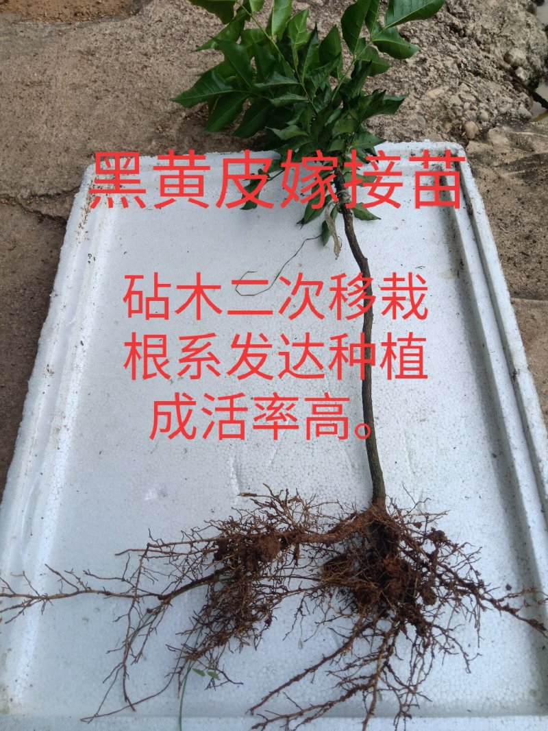 黄皮果苗（黑黄皮嫁接苗）