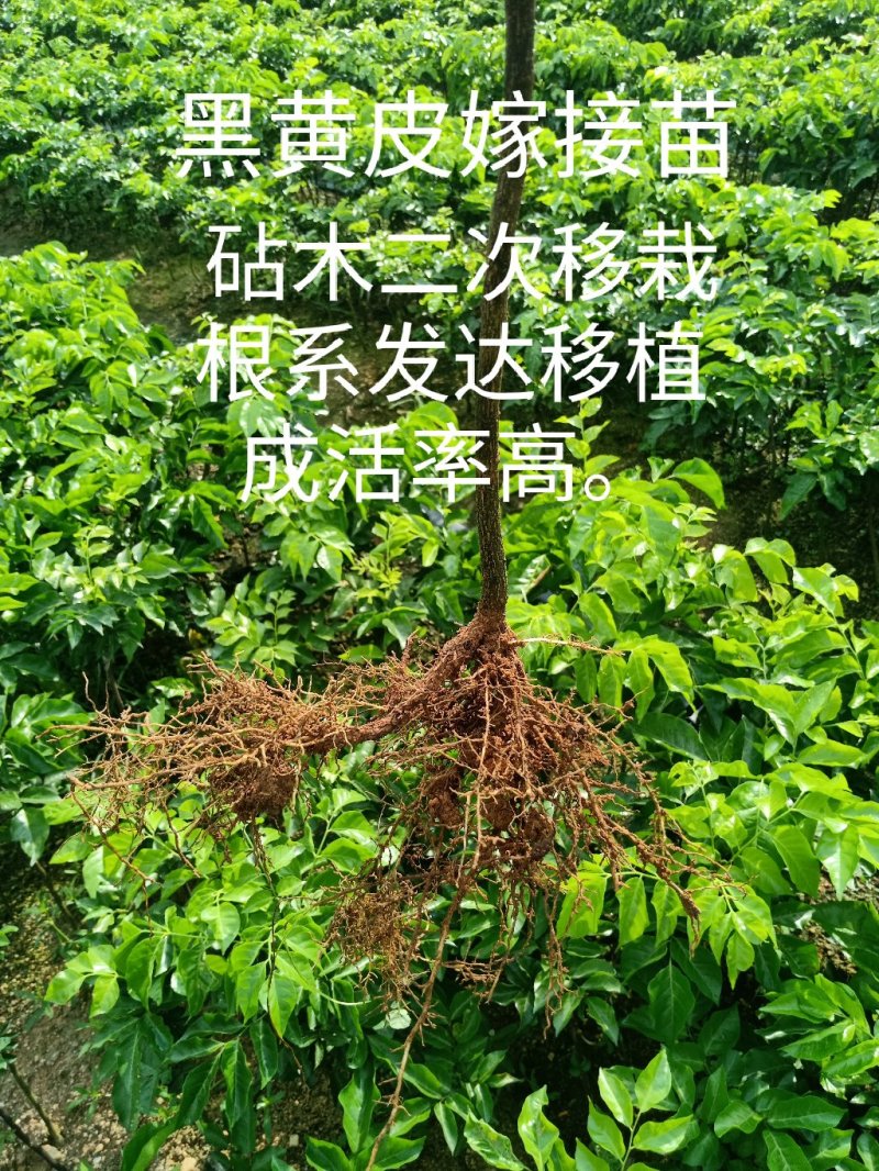 黄皮果苗（黑黄皮嫁接苗）