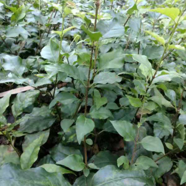 小叶苦丁茶苗苦丁茶苗茶苗小叶苦丁苦丁四川
