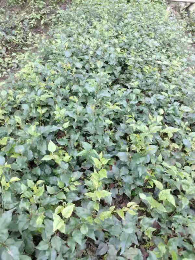 小叶苦丁茶苗苦丁茶苗茶苗小叶苦丁苦丁四川