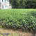 小叶苦丁茶苗苦丁茶苗茶苗小叶苦丁苦丁四川