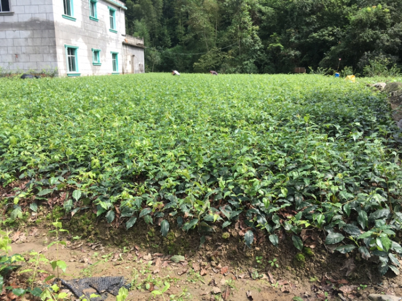 小叶苦丁茶苗苦丁茶苗茶苗小叶苦丁苦丁四川