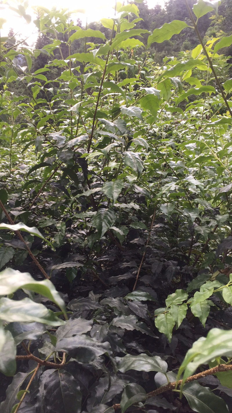 小叶苦丁茶苗苦丁茶苗茶苗小叶苦丁苦丁四川