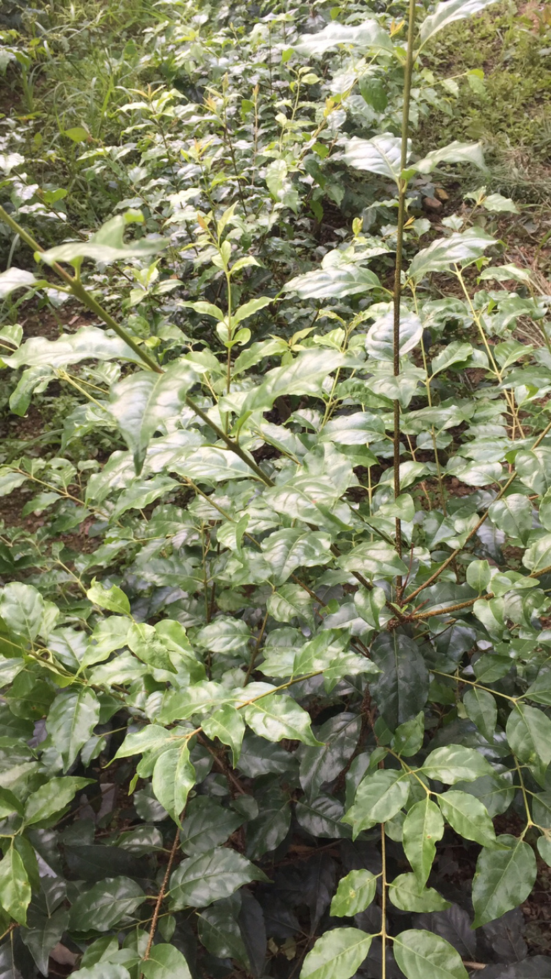 小叶苦丁茶苗苦丁茶苗茶苗小叶苦丁苦丁四川