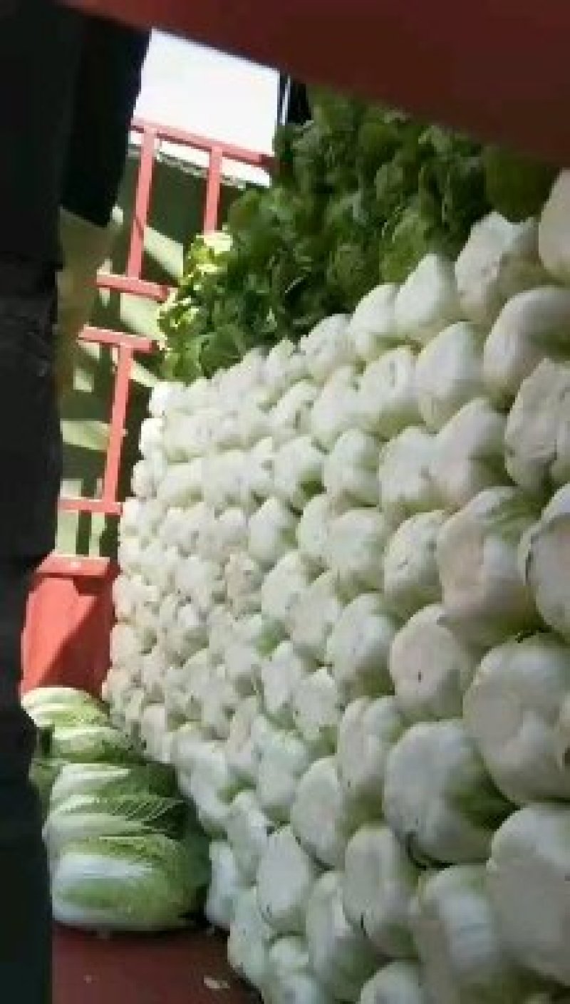 黄心大白菜