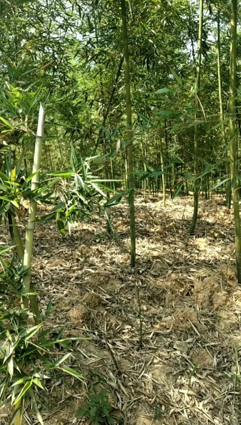 雷竹（大量现货供应，需要联系）基地直供，需要联系。。。。