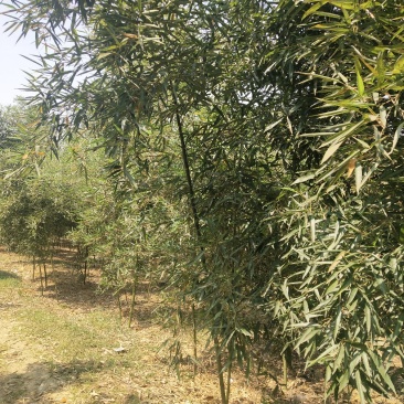 雷竹（大量现货供应，需要联系）基地直供，需要联系。。。。