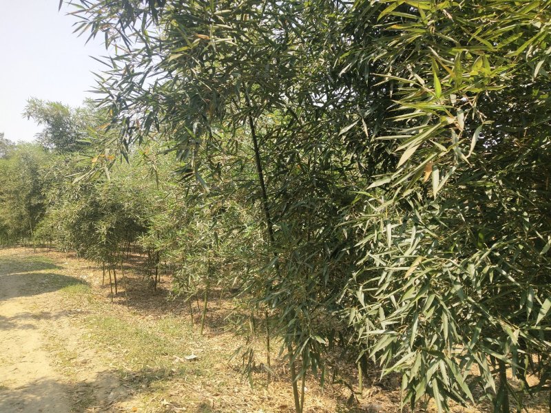 雷竹（大量现货供应，需要联系）基地直供，需要联系。。。。