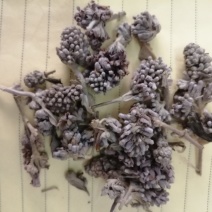 密蒙花，也叫明目花、雪茶、黄饭团，现货供应