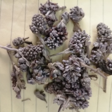 密蒙花，也叫明目花、雪茶、黄饭团，现货供应