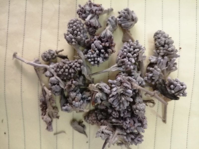 密蒙花，也叫明目花、雪茶、黄饭团，现货供应