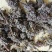 密蒙花，也叫明目花、雪茶、黄饭团，现货供应