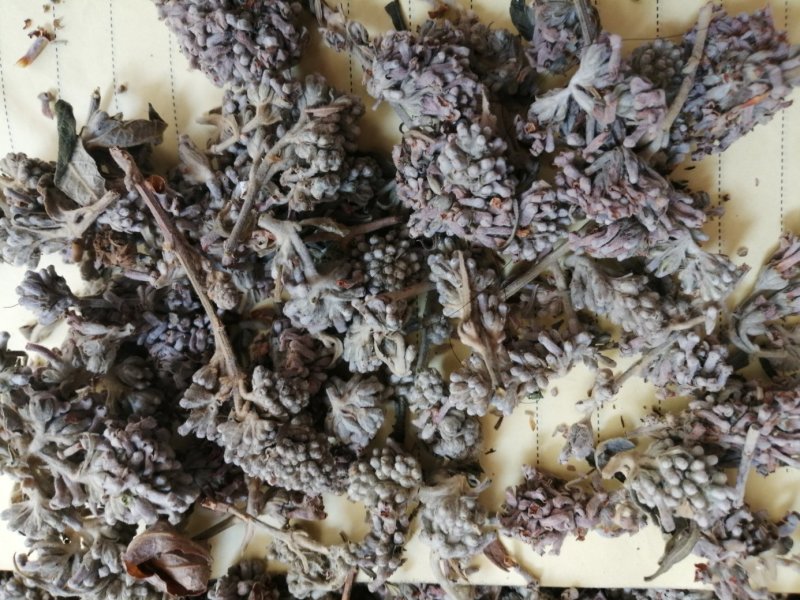 密蒙花，也叫明目花、雪茶、黄饭团，现货供应