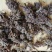 密蒙花，也叫明目花、雪茶、黄饭团，现货供应
