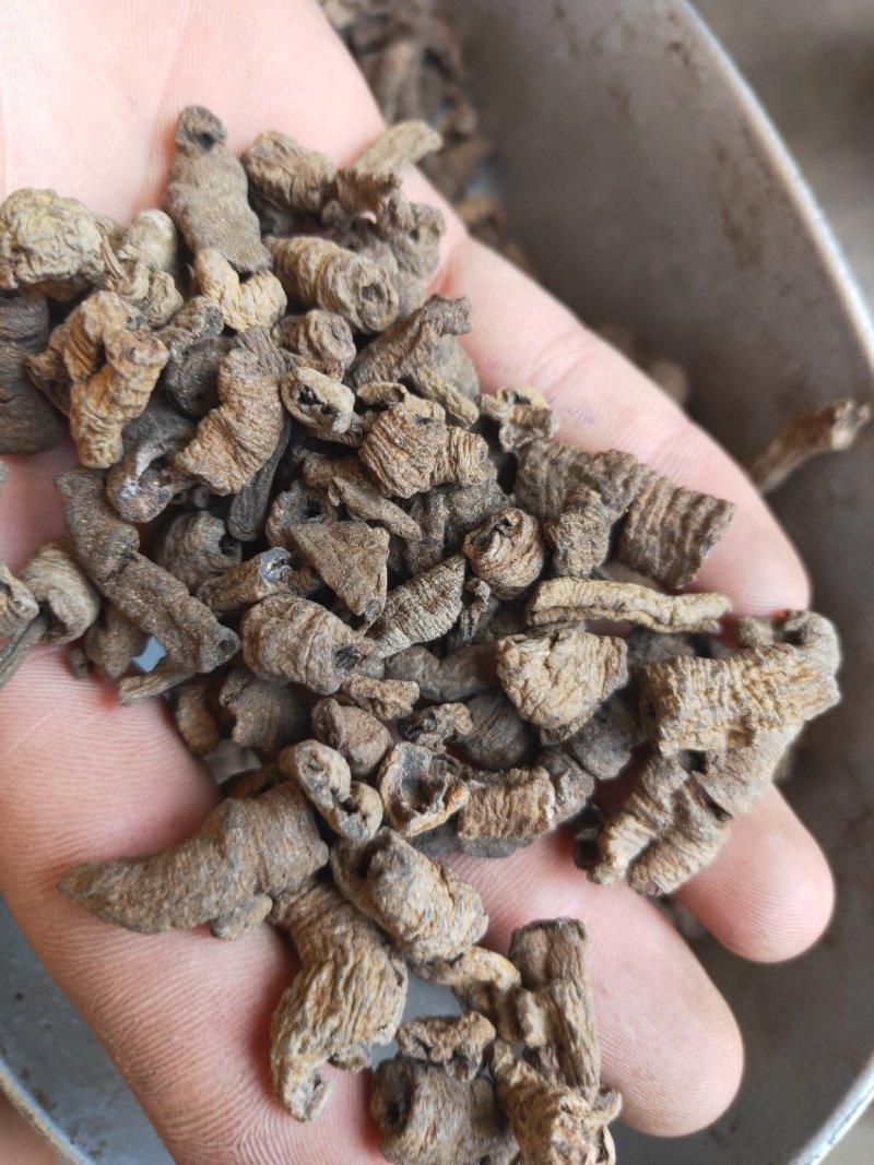 巴戟制巴戟肉大统装欢迎采购货好量大
