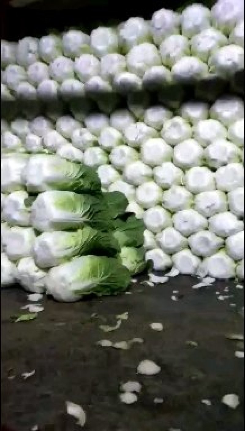 黄心大白菜