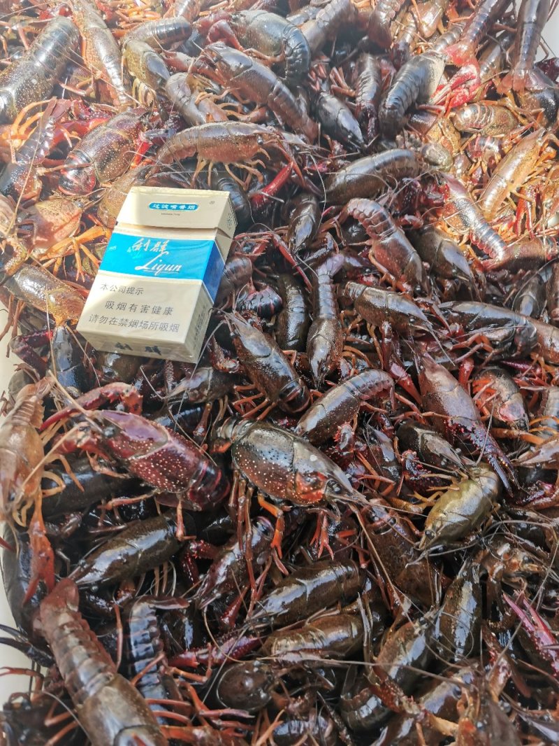精品小龙虾地板干净，货发全国包邮，支持一件代发