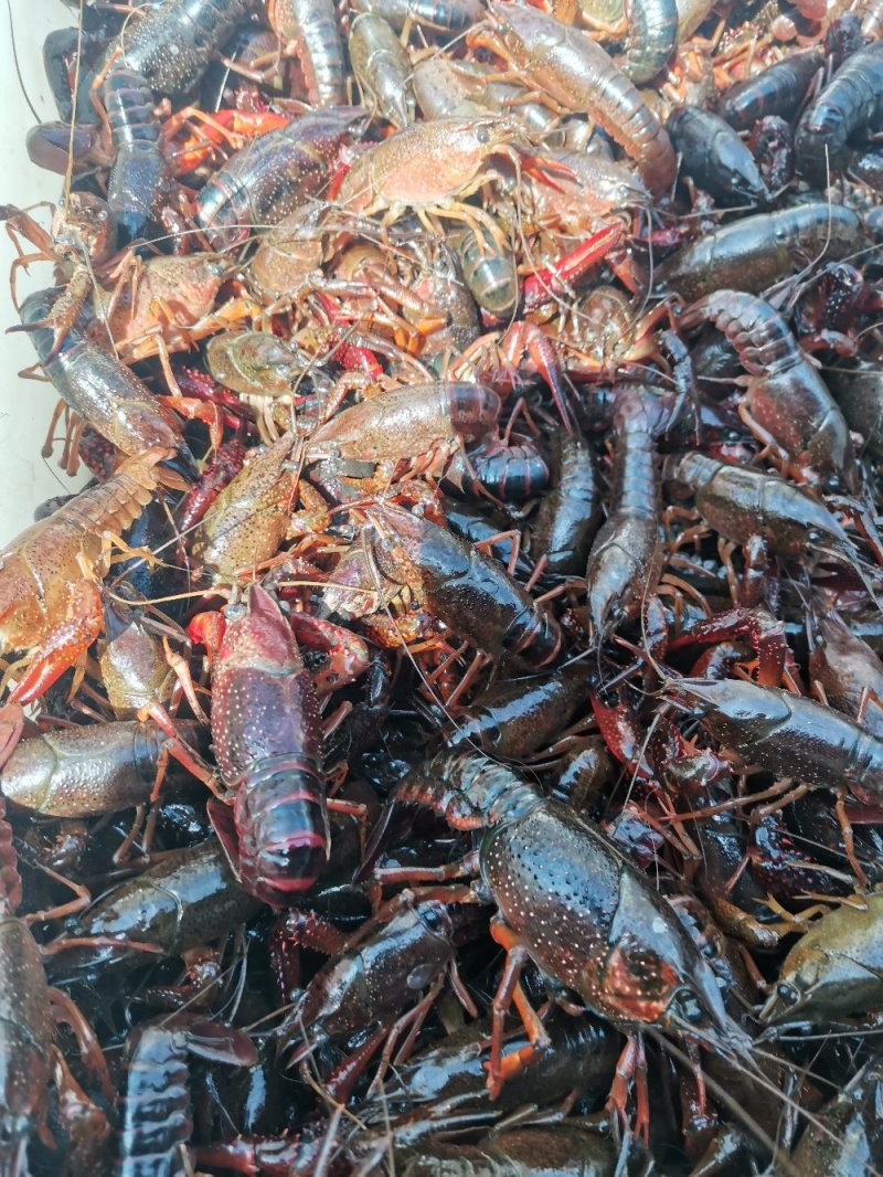 精品小龙虾地板干净，货发全国包邮，支持一件代发
