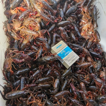 精品小龙虾，青红虾，各种规格，全国包邮，支持一件代发