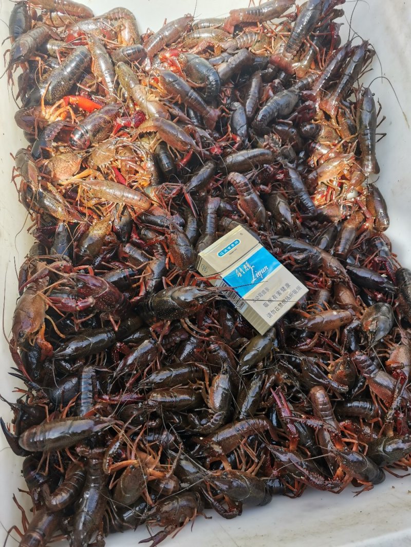 精品小龙虾，青红虾，各种规格，全国包邮，支持一件代发