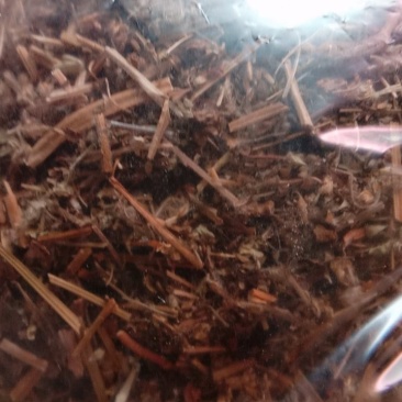 老鹤草，常年批发供应冷背中药材老鹤草，老观草
