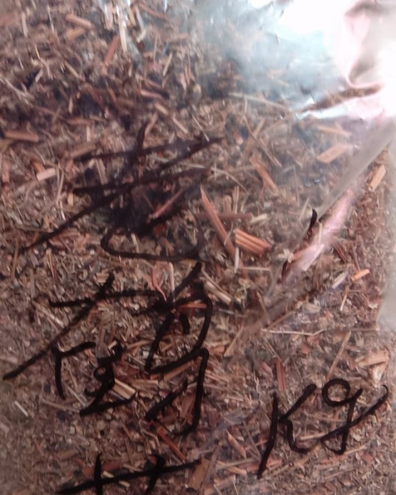 老鹤草，常年批发供应冷背中药材老鹤草，老观草