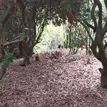 一件代发山地散养玉米土鸡