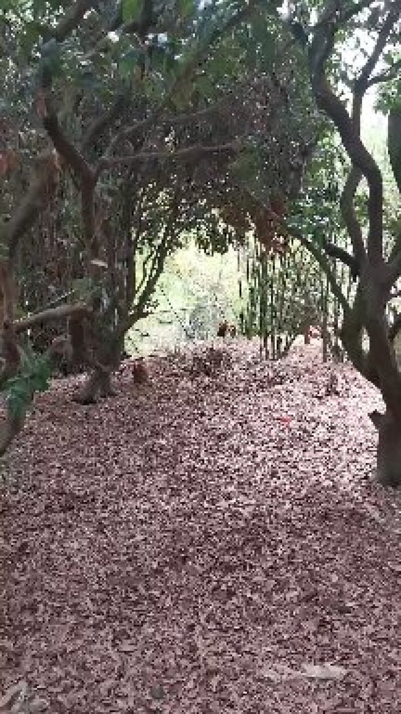 一件代发山地散养玉米土鸡