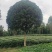 桂花树金桂（高杆桂花，低分枝桂花，丛生桂花各种规格现货）