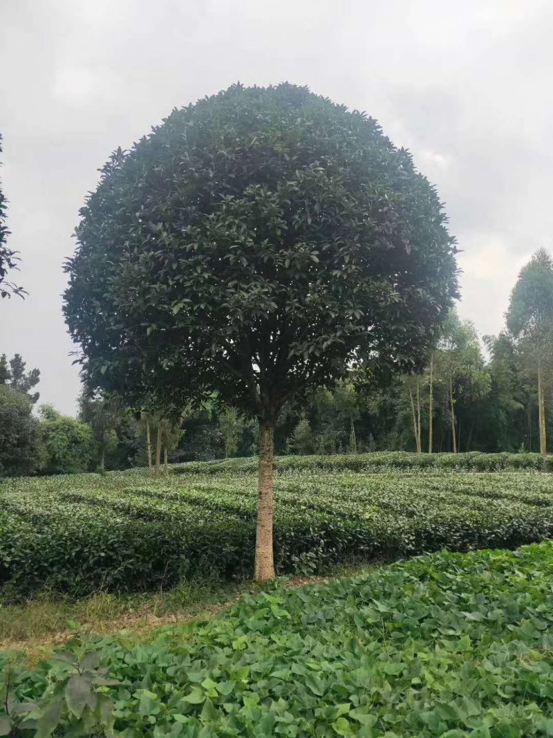 桂花树金桂（高杆桂花，低分枝桂花，丛生桂花各种规格现货）
