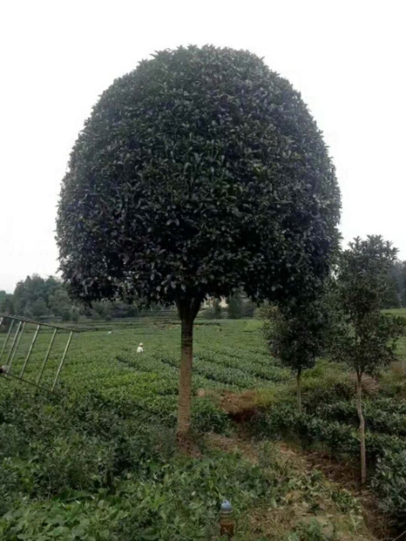 桂花树金桂（高杆桂花，低分枝桂花，丛生桂花各种规格现货）