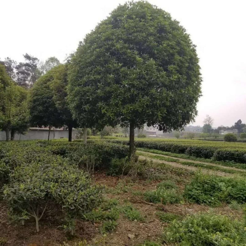 桂花树金桂（高杆桂花，低分枝桂花，丛生桂花各种规格现货）