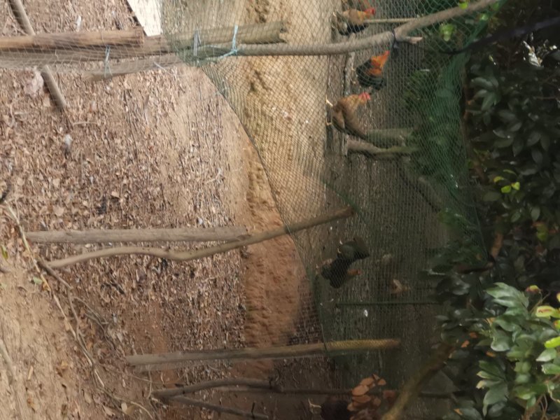 一件代发山地散养玉米土鸡