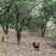 一件代发山地散养玉米土鸡