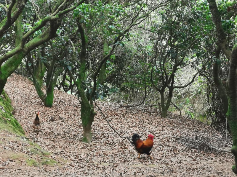 一件代发山地散养玉米土鸡