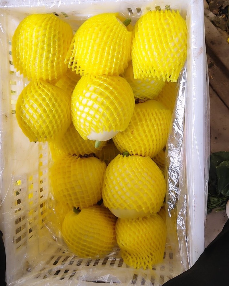 小蜜蜂受粉星甜20，24【原产地]供应电商，市场超市量！