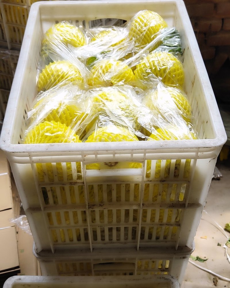 小蜜蜂受粉星甜20，24【原产地]供应电商，市场超市量！