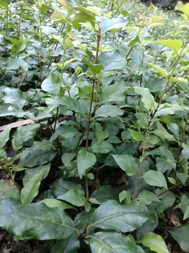 小叶苦丁茶苗苦丁茶苗茶苗小叶苦丁苦丁四川