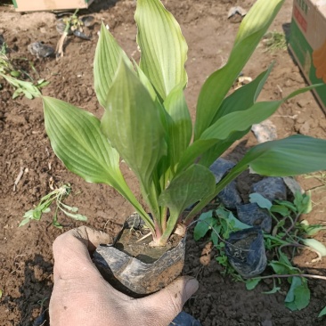 玉簪紫花金边白花都有