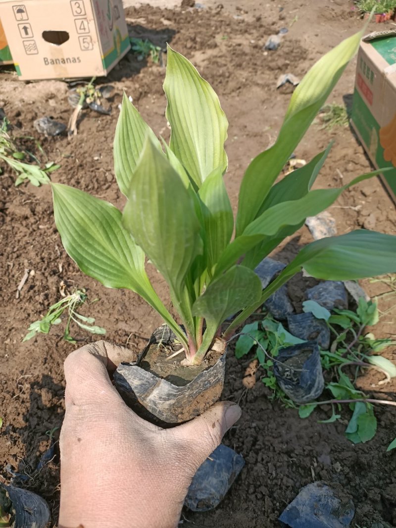 玉簪紫花金边白花都有
