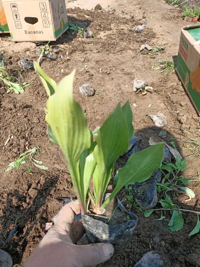 玉簪紫花金边白花都有