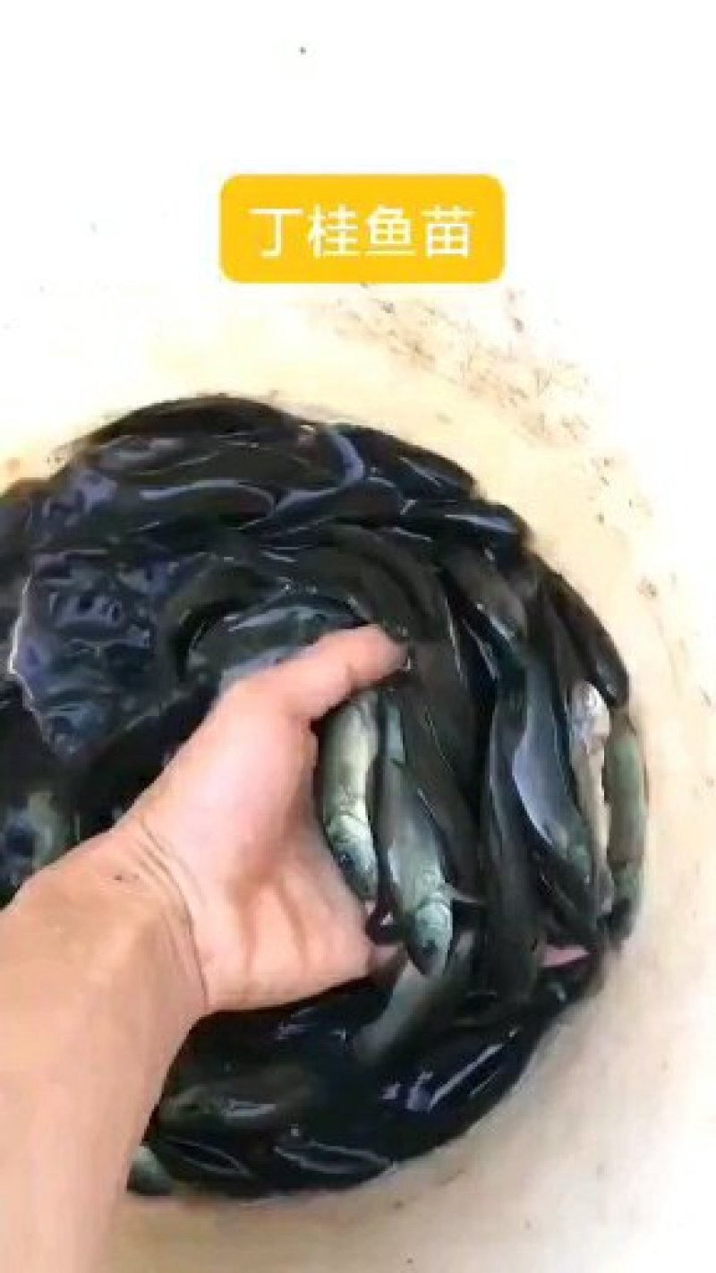 优质丁桂鱼苗，成活率高，病毒少，欢迎订购